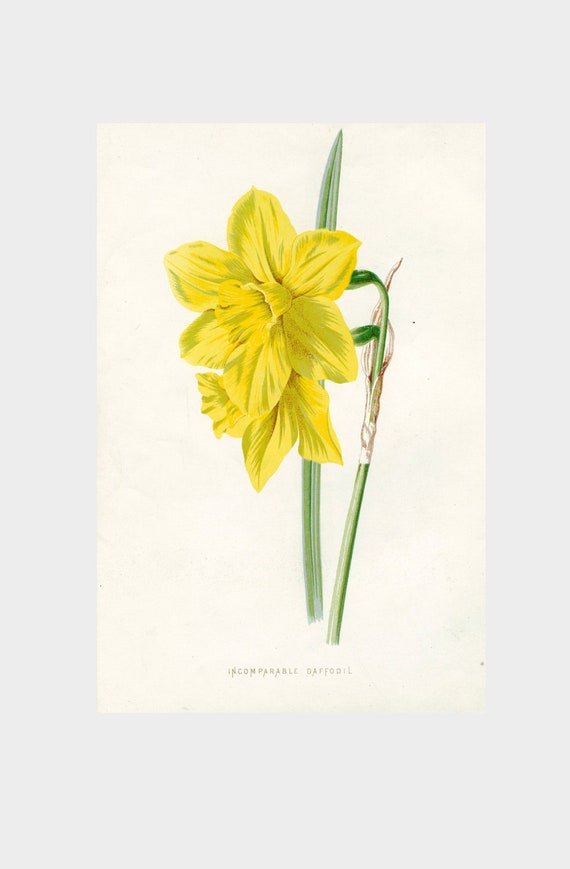 Daffodil Incomparable Daffodil Vintage Botanical Print