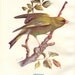 Greenfinch - Antique Bird Print - Vintage Bird Illustration - Turek Bird Print from Swaysland, Familiar Wild Birds