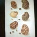 Antique Print 1908 Cowpeas by A. A. Newton