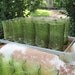 Set of 10 Anchor Hocking Pagoda bamboo pattern avocado green glasses