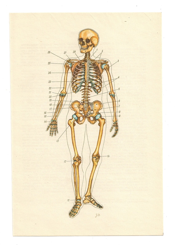 Anatomical Prints skull skeleton blood guts Medical Diagrams