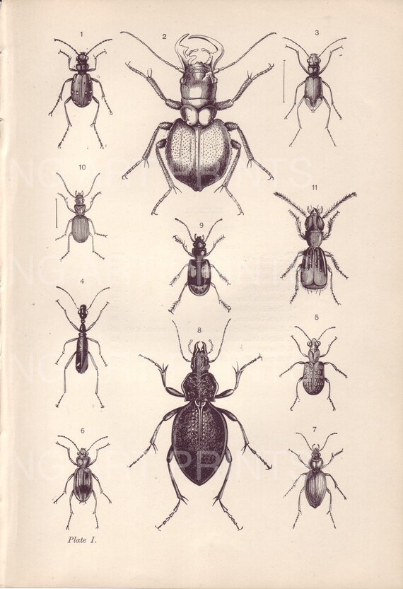 1800s Insect Print Antique Insect Print Vintage by NGArtPrints