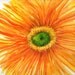 Original Orange and Yellow Gerbera Daisy Watercolor painting 11 x 14, gerber daisy art