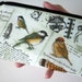 Bird Large Coin purse zipper pouch Eco Friendly Padded NEW Natures Bird Walk