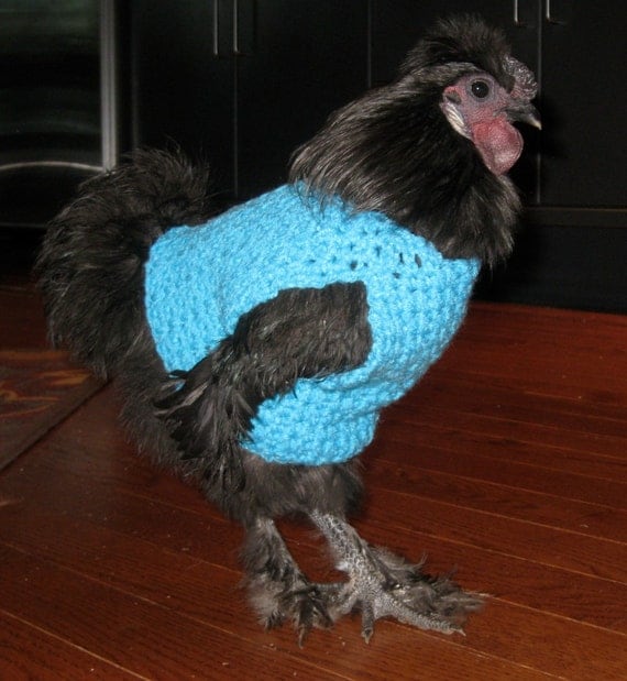 Chicken sweater hen sweater chickens hens roosters.