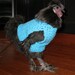 Chicken sweater, hen sweater, chickens, hens, roosters. crochet. sweaters