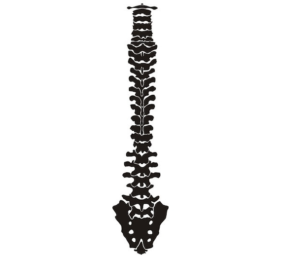 free clip art human spine - photo #24