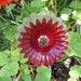 Recycled Garden Yard Art Glass Flower - Red Jubilee