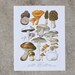 Vintage Print - Mushrooms and Fungi - 1978