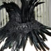 Black Iridescent Feather Collar Choker