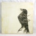The Black Bird - Celebration - original graphite drawing on wood