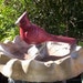 Classic Large Red Cardinal Bird Concrete Statue