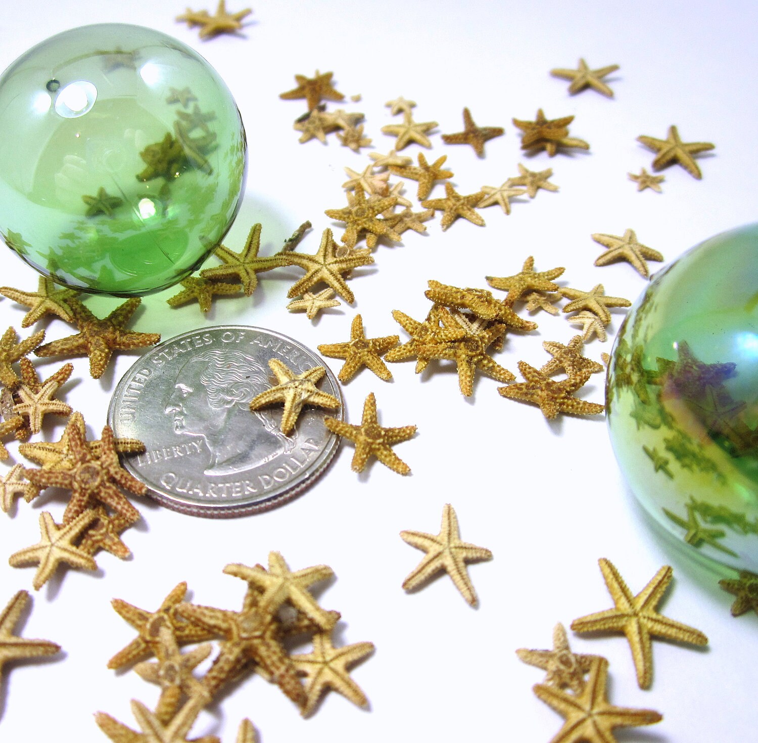 Beach Decor Tiny Starfish for Nautical Decor or Crafts