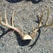 Medium Set of Taxidermy Quality Whitetail Deer Antlers Lot No. PNKWHT