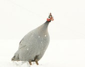 Animal Photography Portrait of a Guinea Hen in the Snow Feather Art Bird Art Archival Photograph