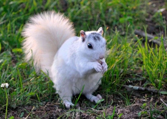 Items similar to Brevard White Squirrel. High quality color print for ...