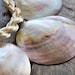 Vintage Shell Necklace Choker