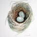 Nest with two eggs - Original watercolor - Nightly Study 407