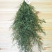 Preserved SWEET ANNIE Swag - Primitive Farmhouse Style
