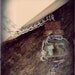Elena's Necklace - Real Vervain Vial With Purple Transparent Beads by Dryw on Etsy