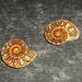 Fossilized Ammonite Pair