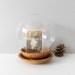 Large Glass Cloche with Wooden Bowl Base