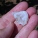 Desert Rosette Chalcedony