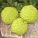 Osage Orange Trio