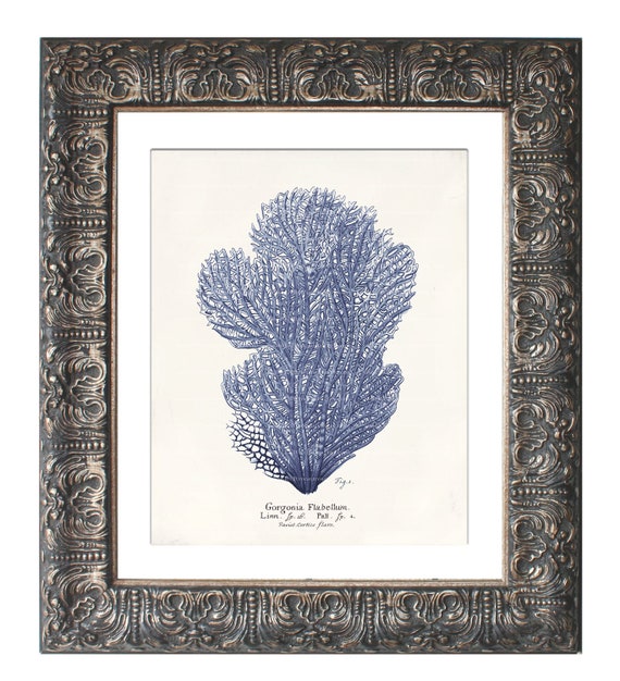 Antique Blue Coral Art Print Natural History Home Decor