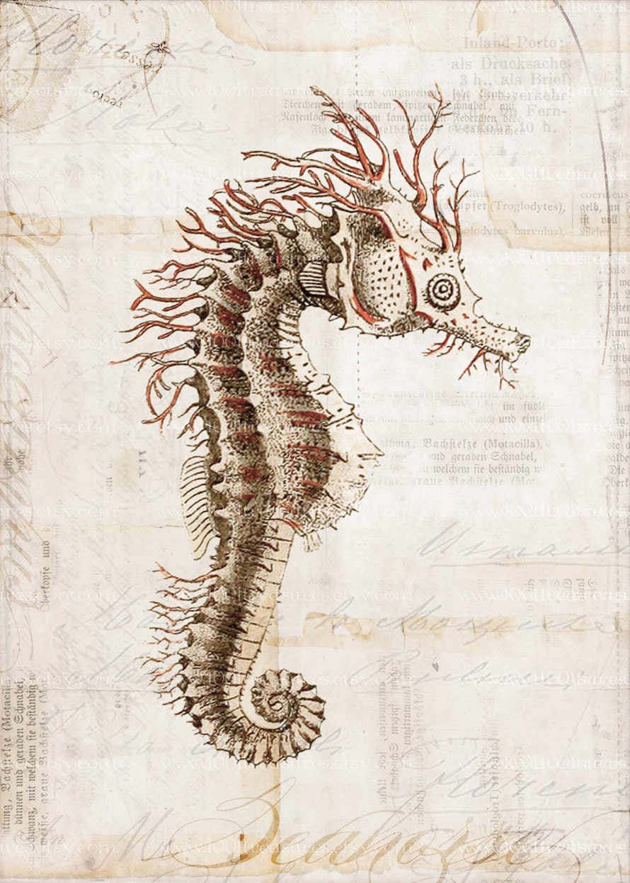 Antique Seahorse Art Collage Print 5 x 7 Natural History