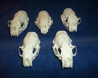 Skunk skull real animal taxidermy skeleton head weird man cave