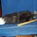 Real animal skin fur parts hide Huge Silver Fox Tail