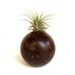 Air Plant in Reclaimed Croquet Ball Chocolate Brown