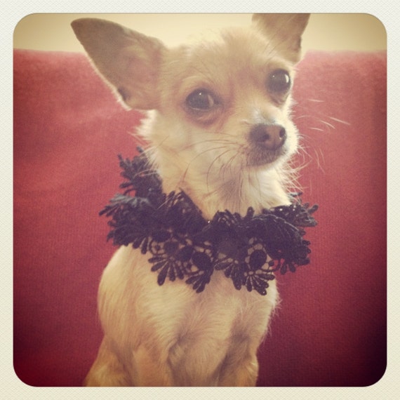 DOGGY COUTURE  Lace ruffle collar Small & by Talulahblueburlesque
