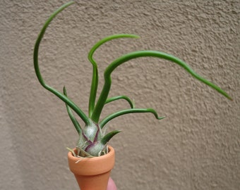 Mini Tillandsia Bulbosa Guatemala Air Plants