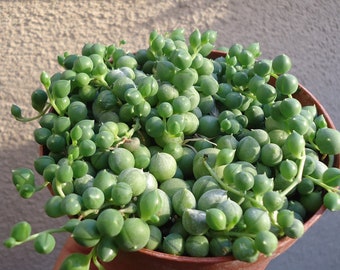 Large String of Pearls Succulent-Senecio Rowleyanus