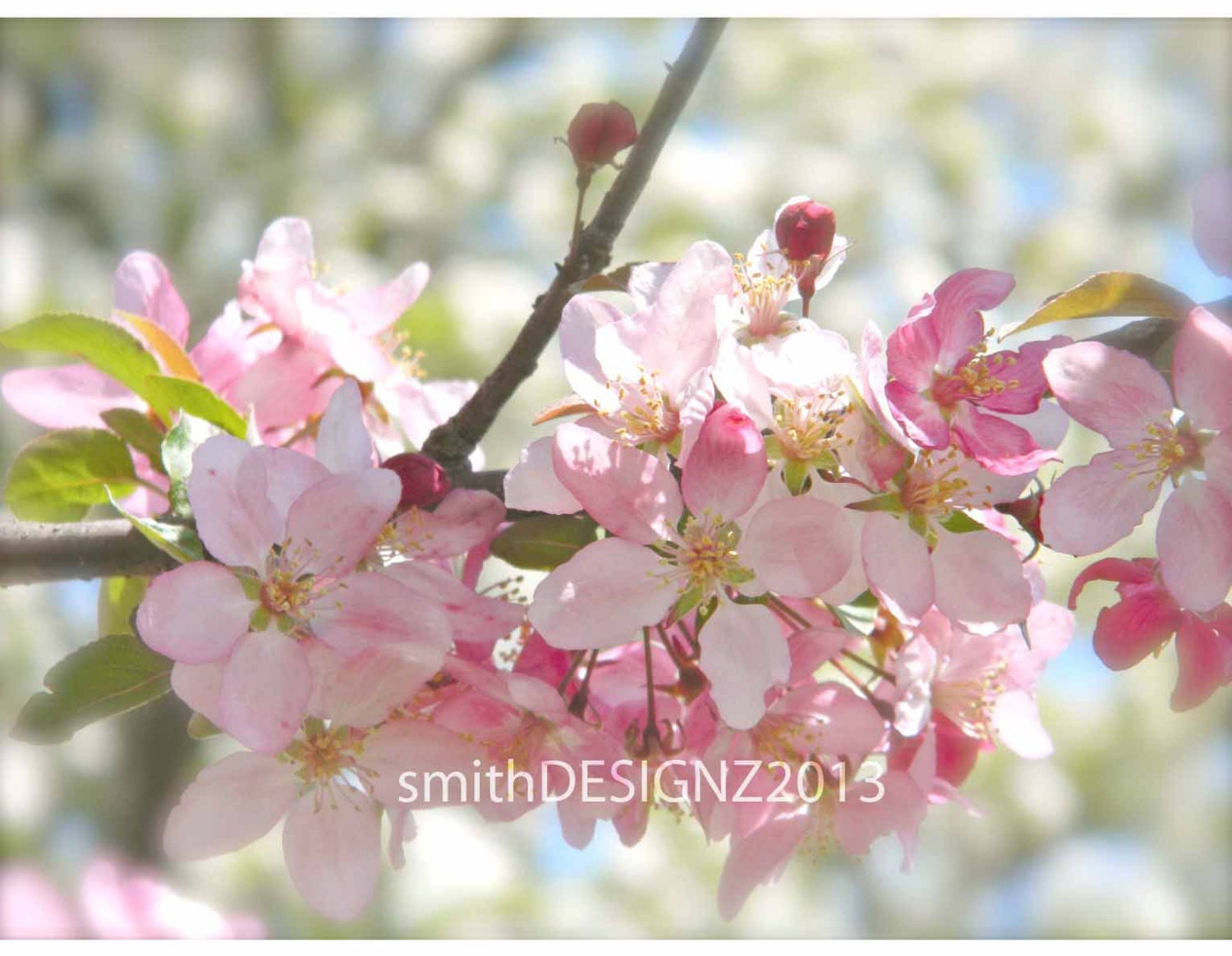 Baby Pink Crab Apple Blooms Photography Nature Art by smithDESIGNZ