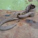 Primitive Hand Forged Iron Hook Rustic Antique