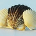 Seashell Barrette, Dark Scallop and White Shells, Mermaid Hair Accessory, Beach Wedding Hair Jewelry