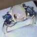 price lowered Ethiopian Opal Ring Light and Firey with two Sapphire Blue Topaz Gemstones in Sterling Silver