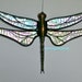 Stained Glass DRAGONFLY Suncatcher, Clear Iridescent "Corteza" Wings, USA Handmade