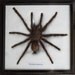 Real Spider Tarantula Taxidermy framed /SP0A