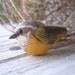Yellow-Bellied Warbler bird- polymer clay bead. yellow bird. grey. rustic woodland. realistic bird jewelry bead. Jettabugjewelry