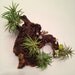 Air Plants and Moss Wall Garden - Living Wall Art - A Unique Birthday or Housewarming Gift Idea