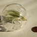 Air plant with Hand Blown Moon Crater