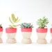 Mini Planters set of 5 by Wind and Willow Home, neon pink, wedding favors, modern home decor