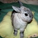 Bunny Hugger side by side bunny bed for a small sized rabbit wool free