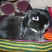 Bunny Hugger side by side bunny bed for a small rabbit hand knitted bright stripes