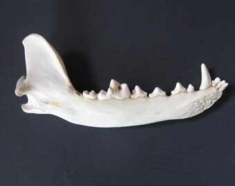 coyote jaw bone Taxidermy knife handle teeth Claws Coyote craft making