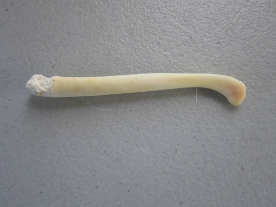 OTTER PENIS BONE Baculum Ossik Jewelry by rainbownativetraders